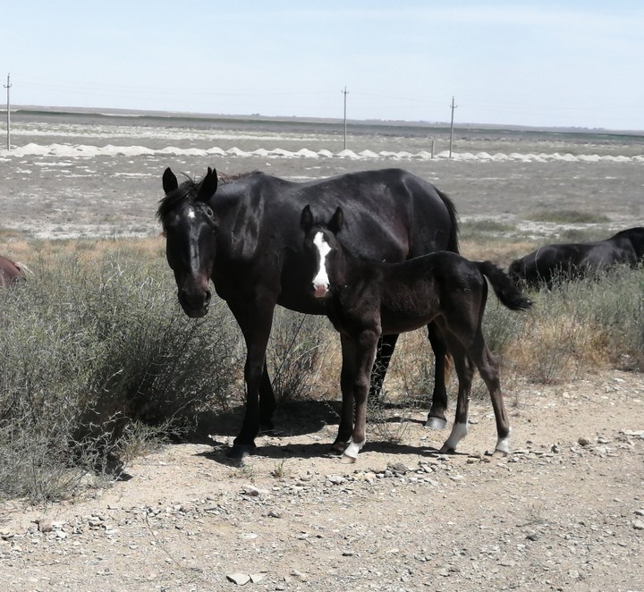 Horses