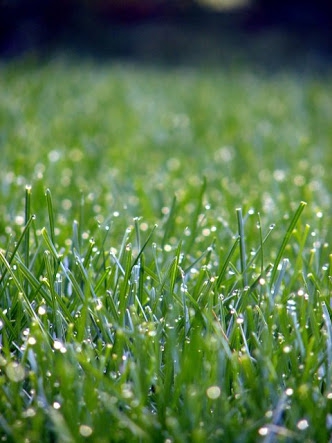 Greeny grasses