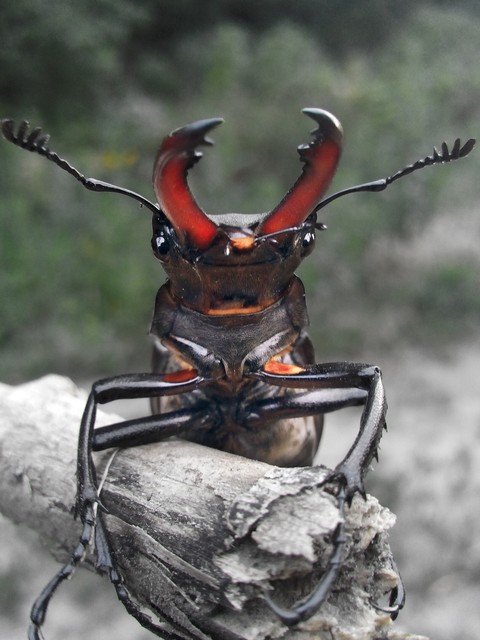 beetle deer