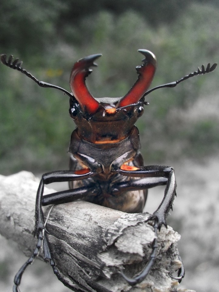 beetle deer