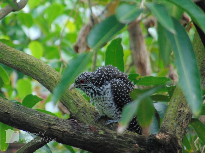 Asian Koel (female)