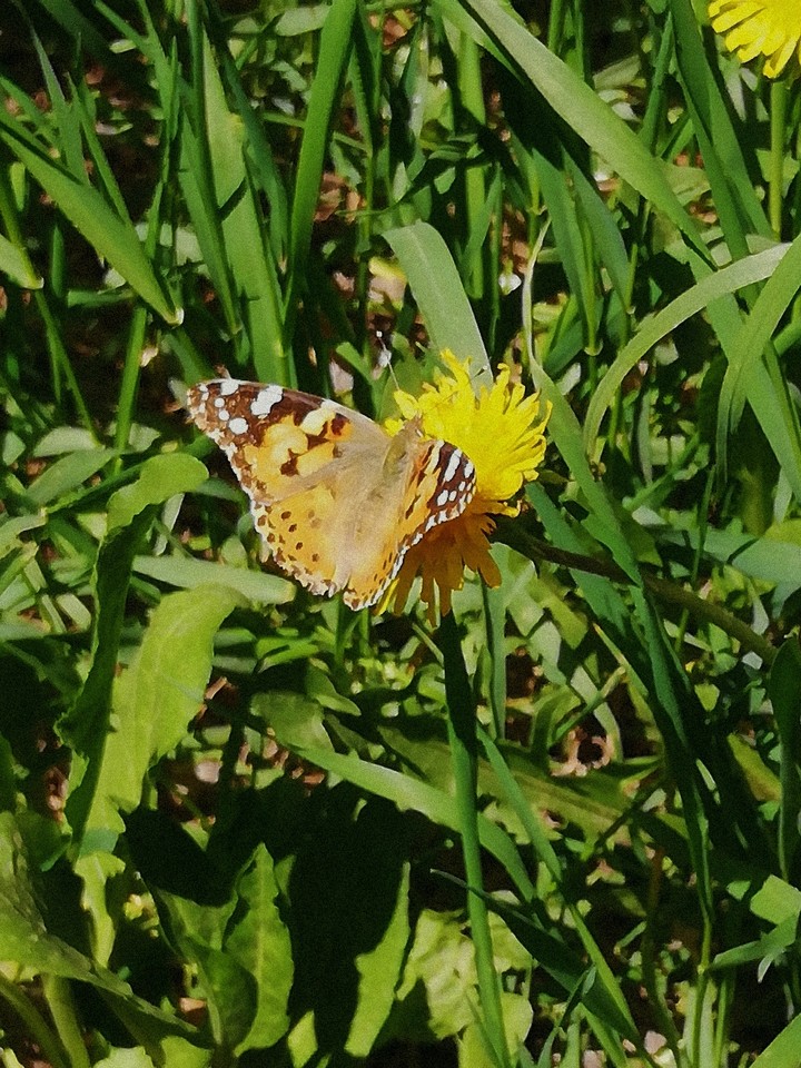 Butterfly