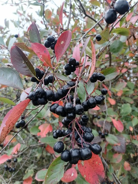 berry, maqui वॉलपेपर