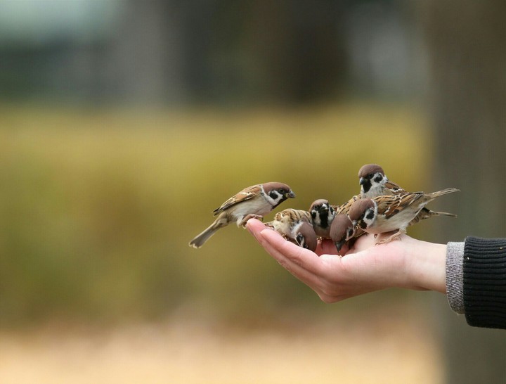 Feeding