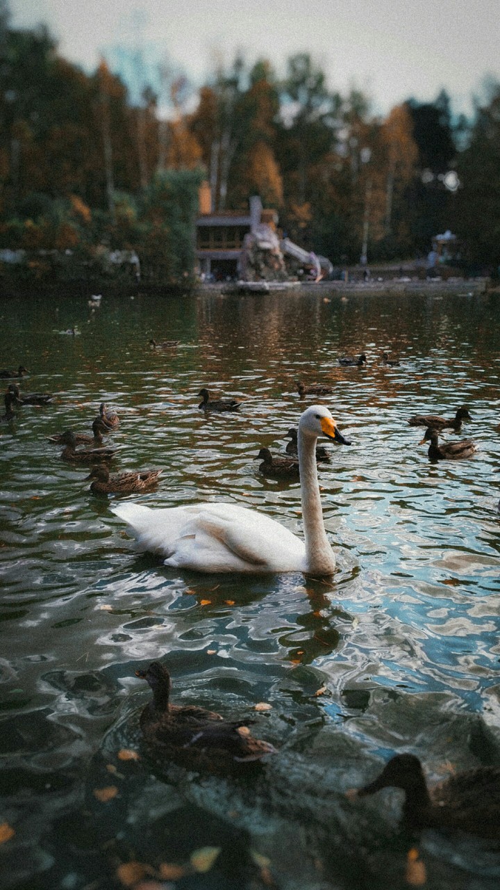Новосибирский зоопарк