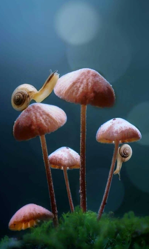 siput