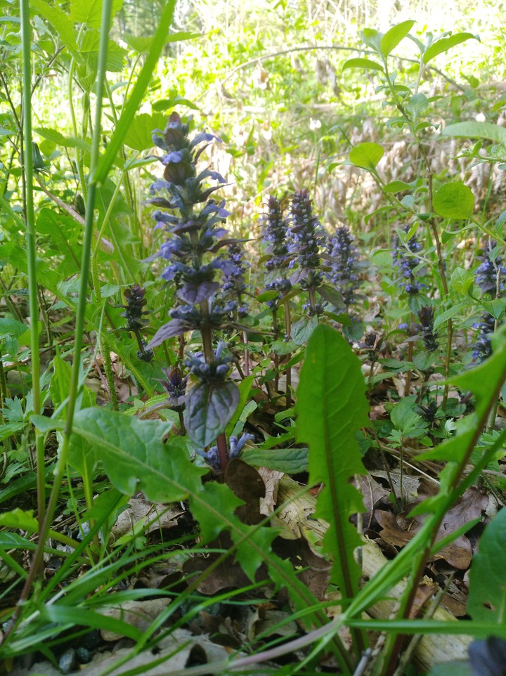 Wald