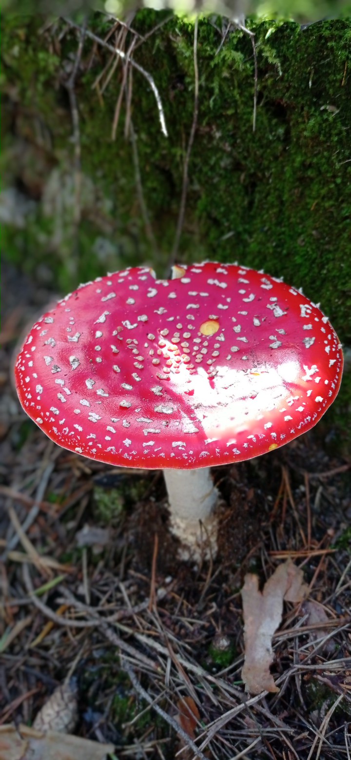 mushrooms