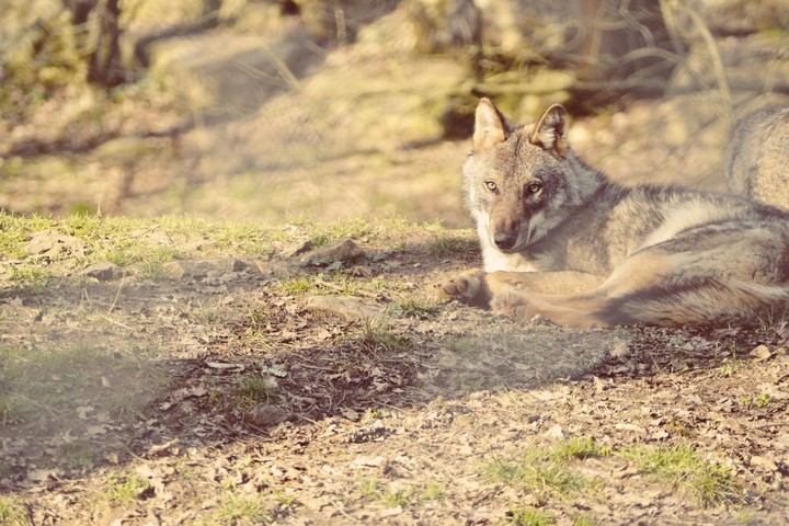 loup