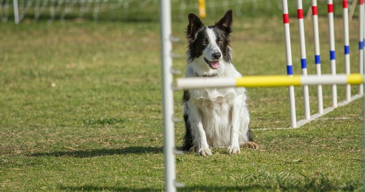 The Border Collie Because There Is No Better Dog