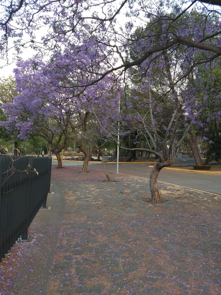Las jacarandas de la UNAM