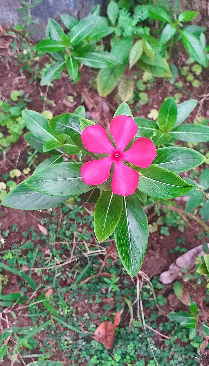 Vinca rosea