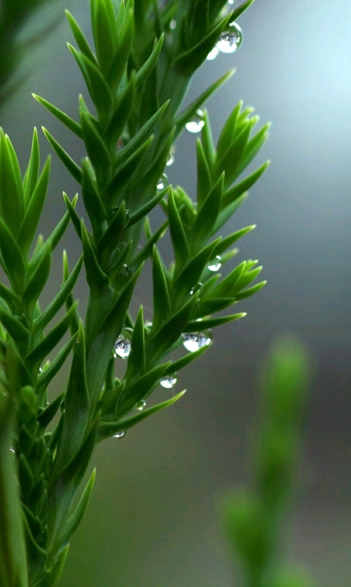 rain drops