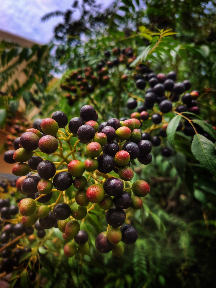 Berries Part II