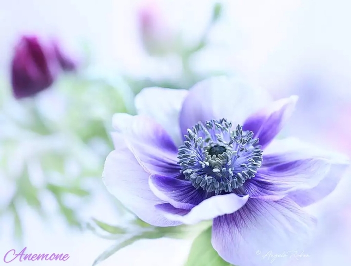 anemone