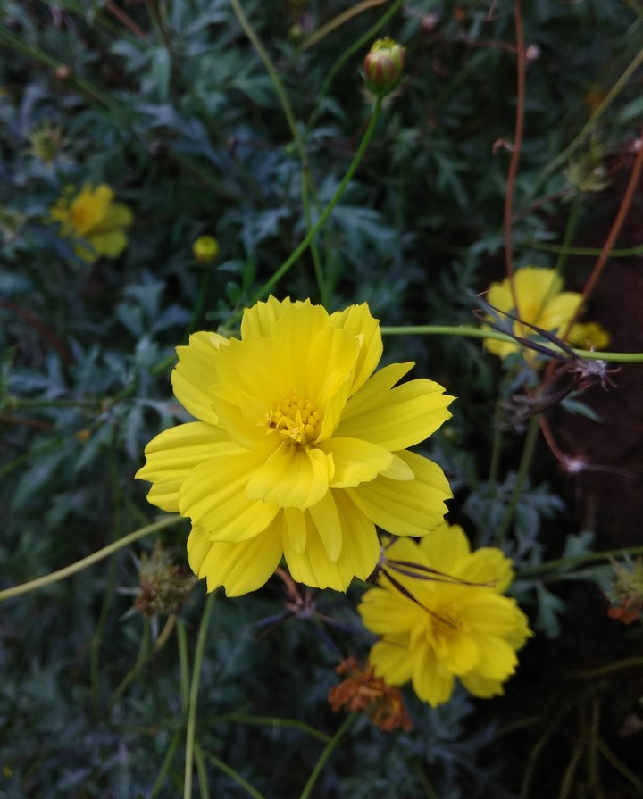 yellow petals