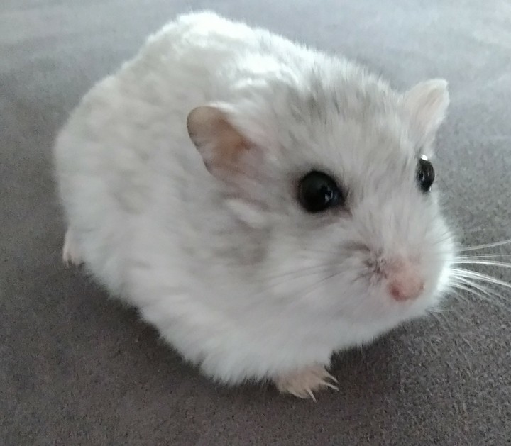 hamster
