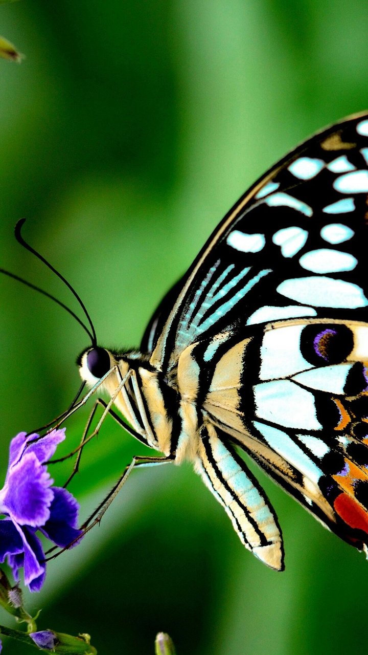 butterfly