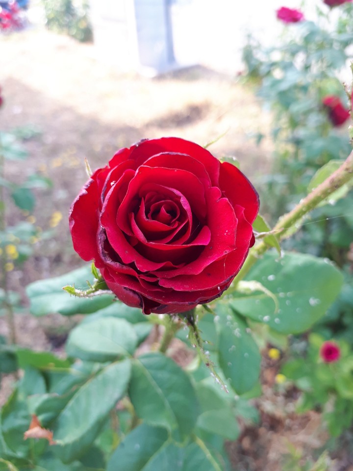rose