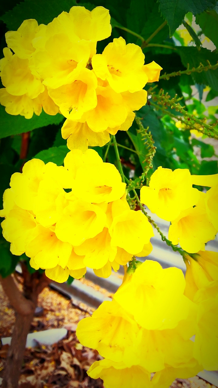 Flowers....