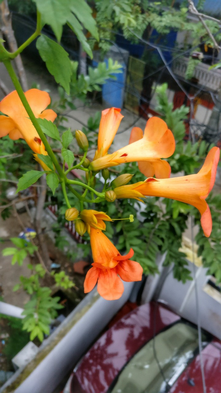 flower