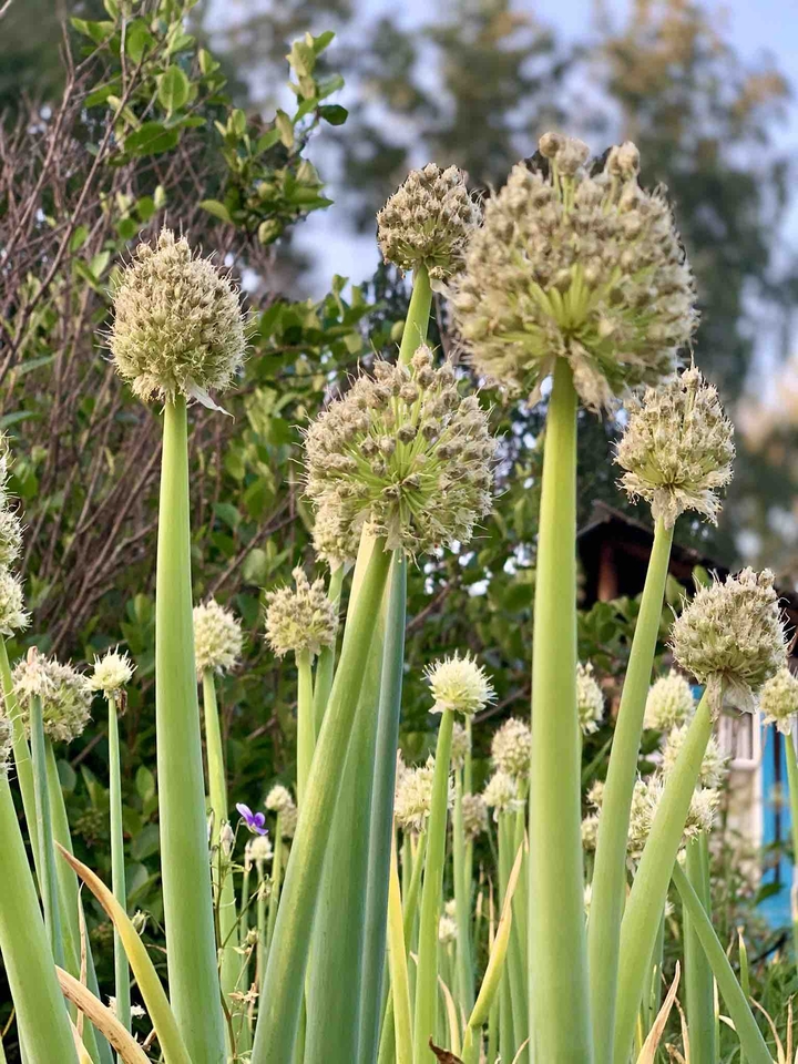 onion