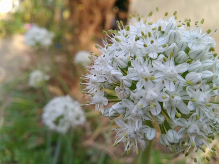 union_flower
