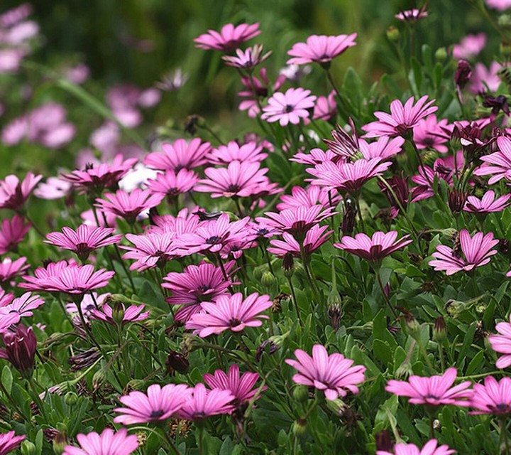 pink flowers