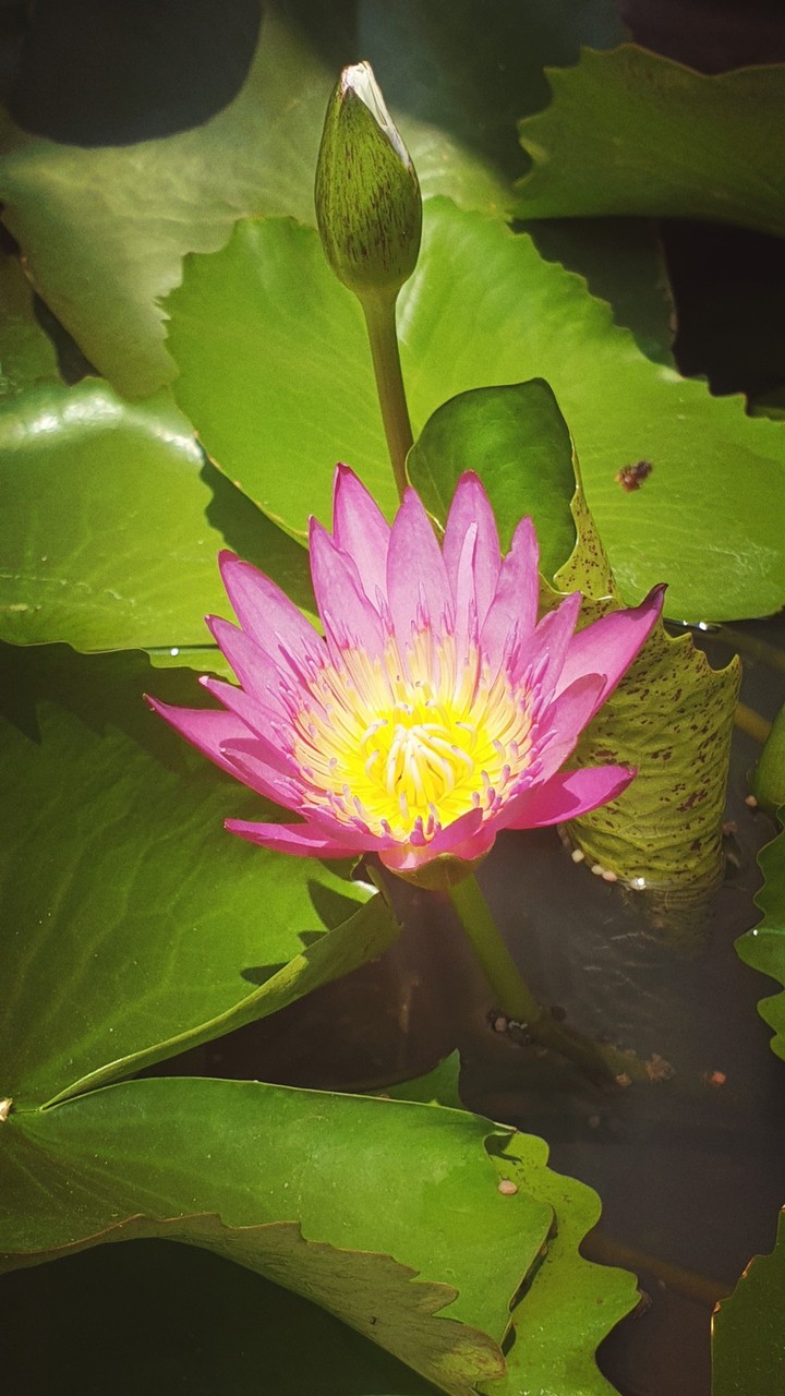 Lotus