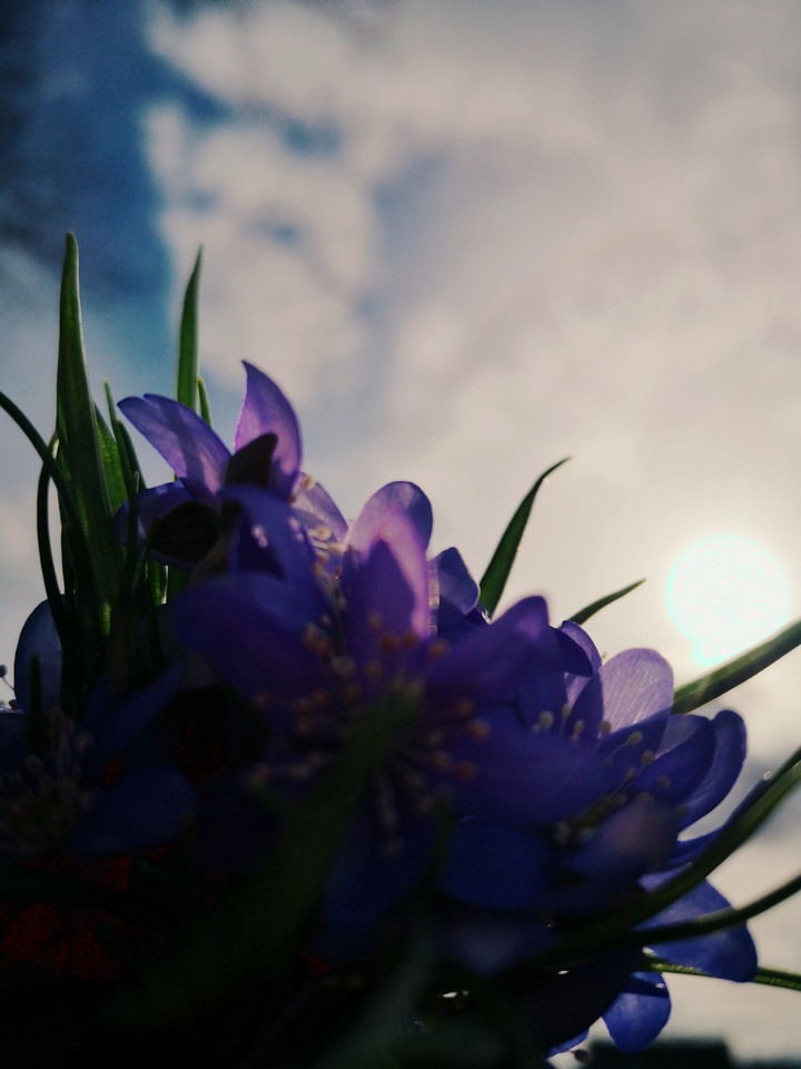 sky, flowers
