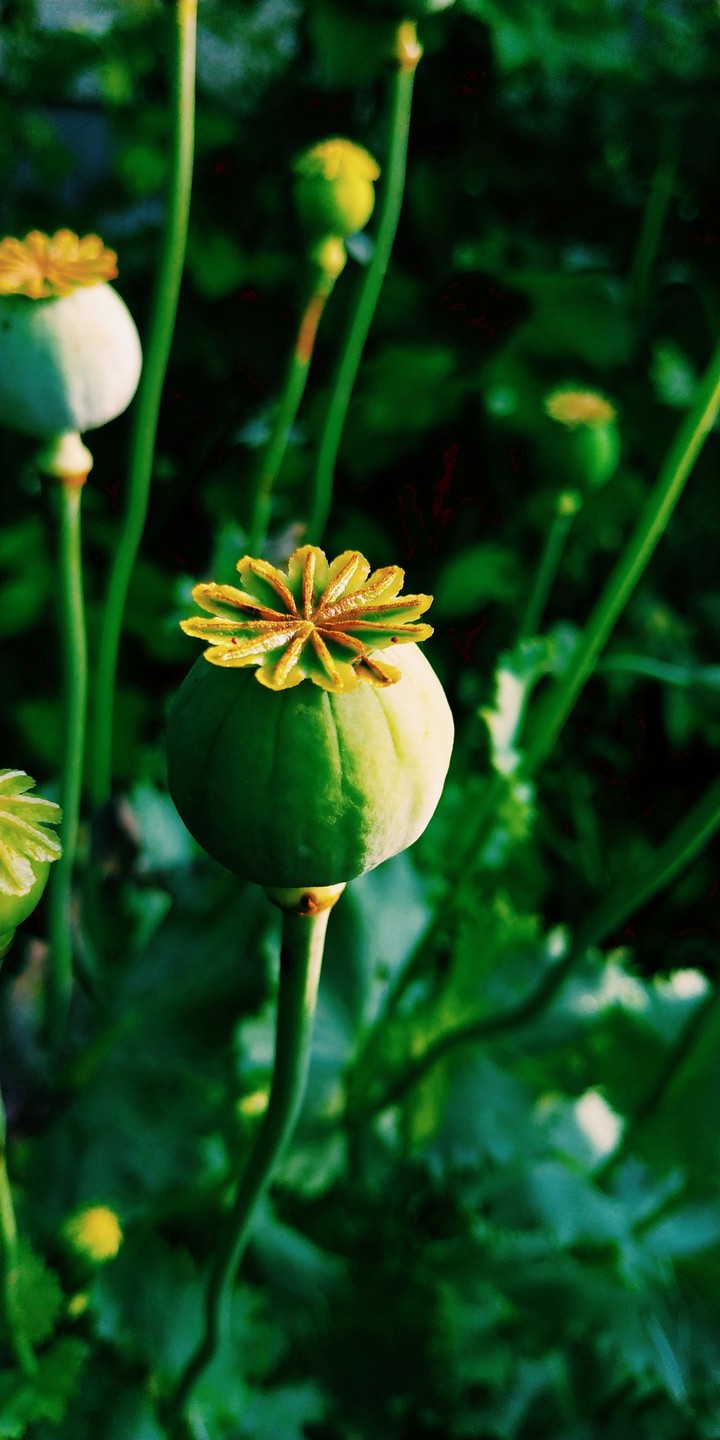 poppy