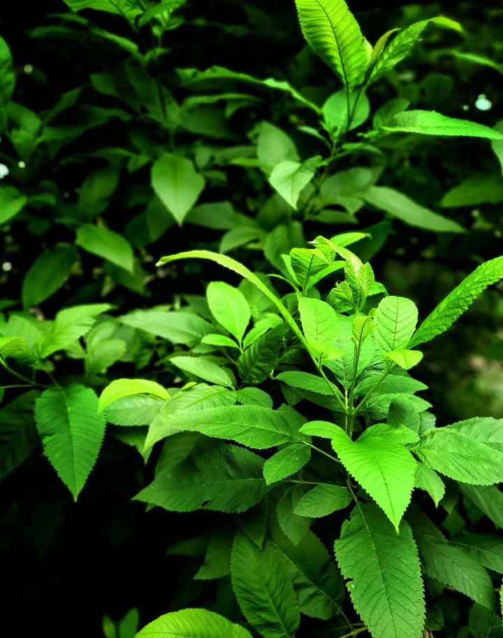 Fresh leaves