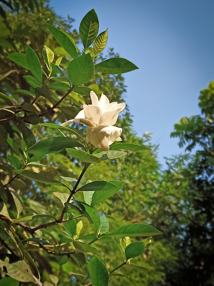 Cape jasmine ?