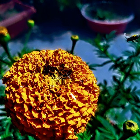 flower, tagetes वॉलपेपर