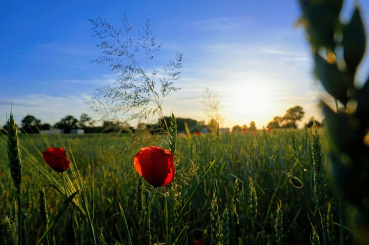 Watching sunset