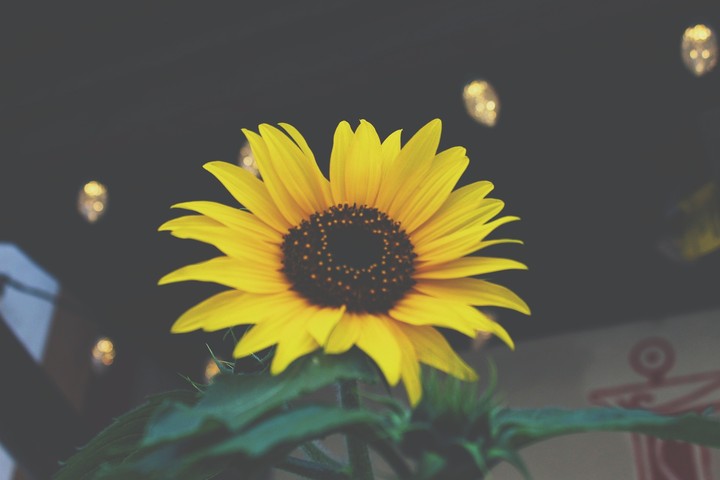 sunflower