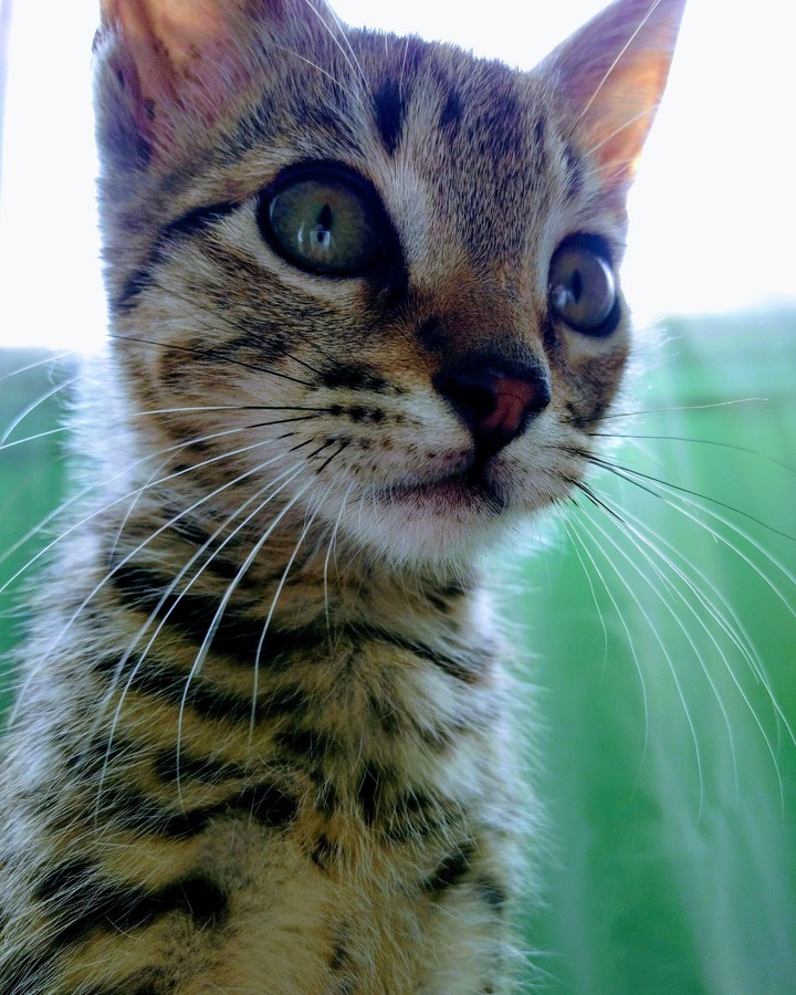 Gato
