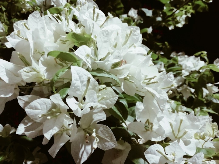 White Flower