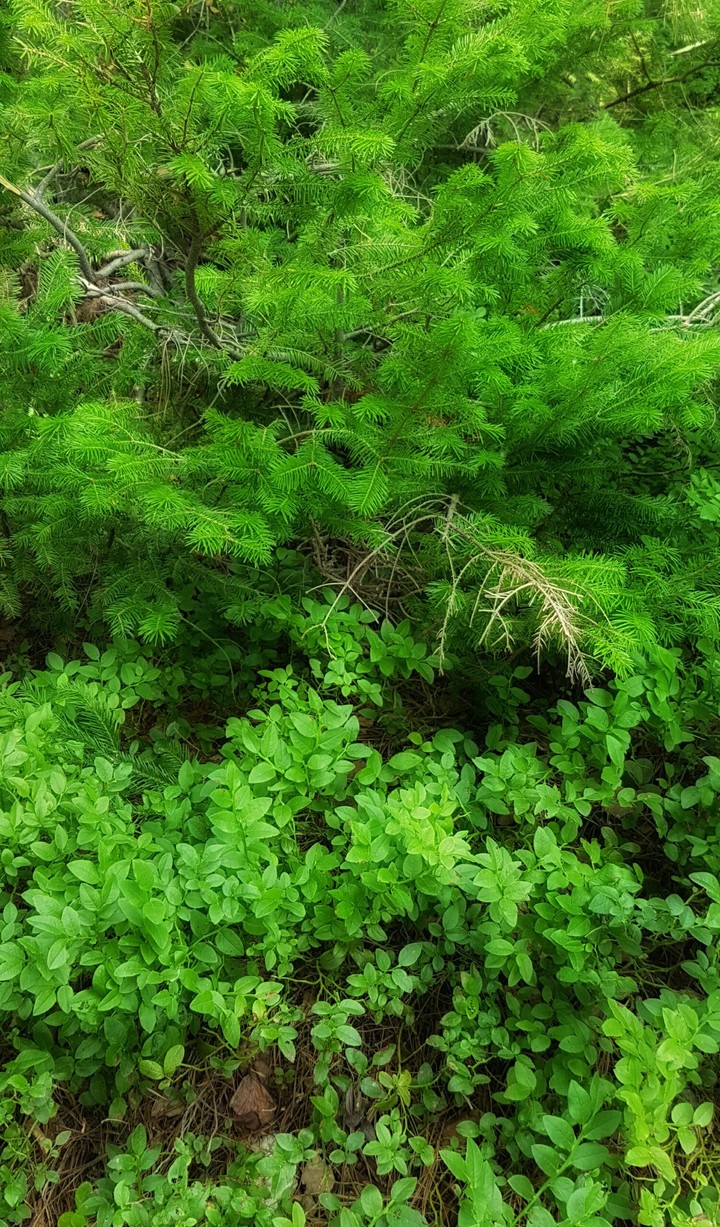The emerald forest