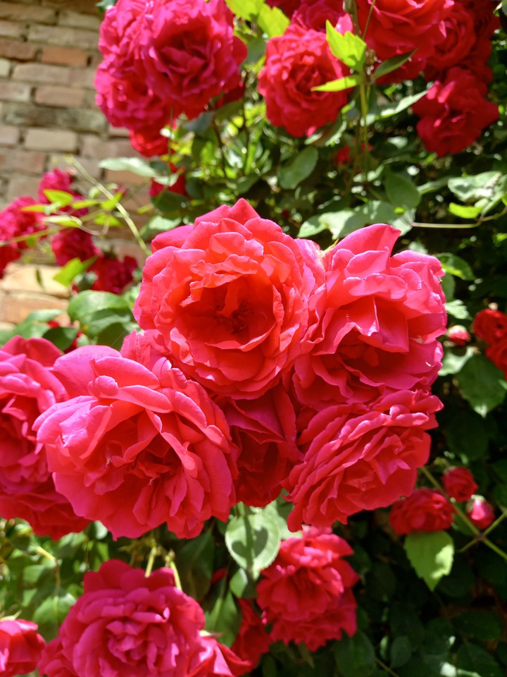 Roses