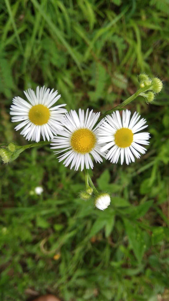 White Daisy
