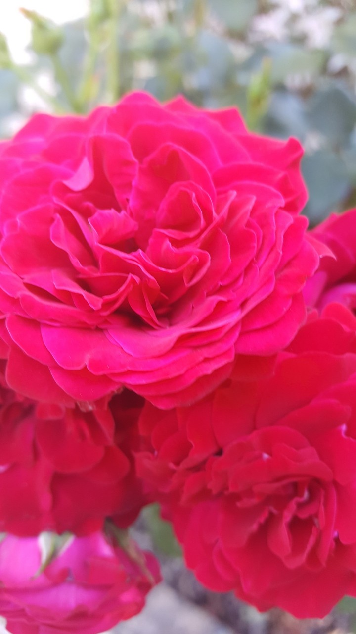 rose