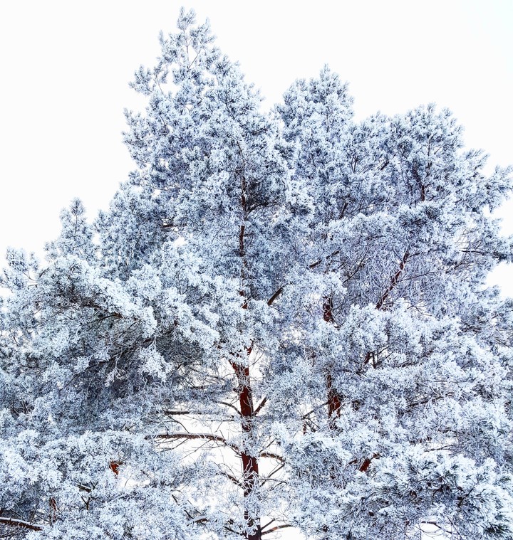 Snow