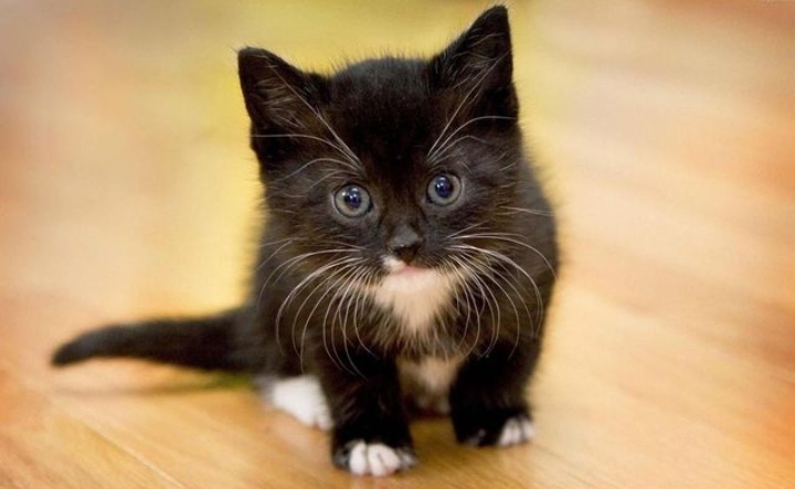 Black kitten