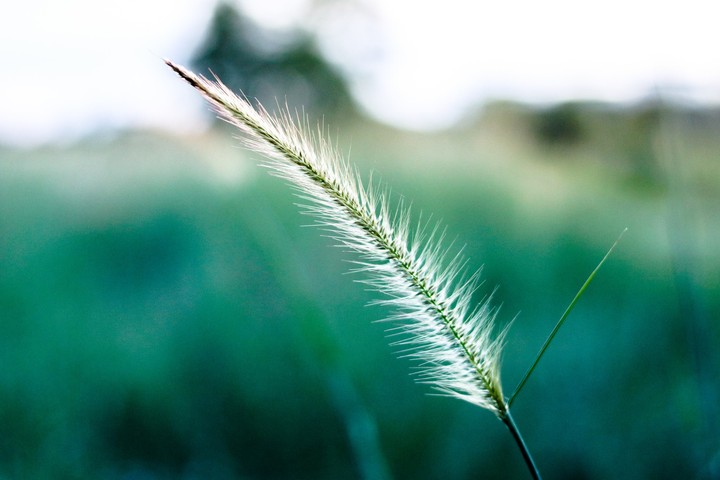 Wheat