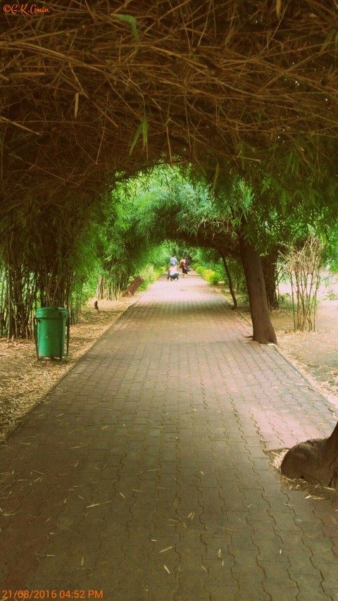 greeny footpath