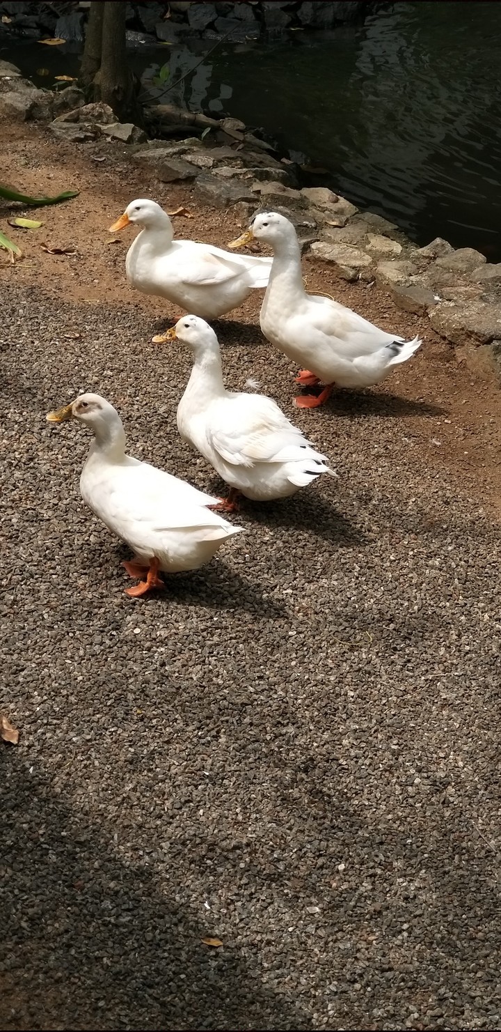 Ducks in formation