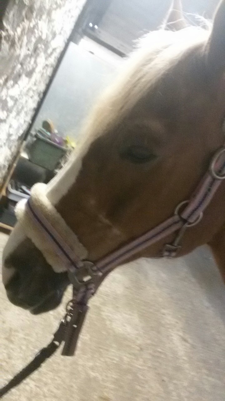 My horse Lady