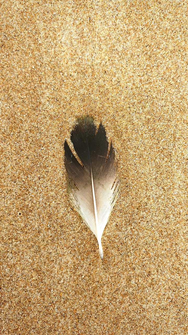 Plume on sand