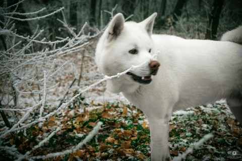wolfdog winter